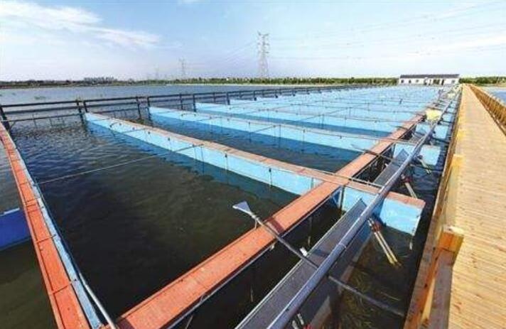 臭氧可提高RAS水產養殖系統的生產率